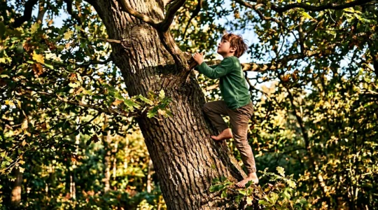Child confidently climbing tree branches in natural outdoor setting demonstrating risky play and physical development