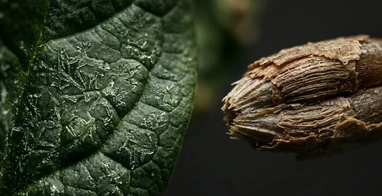 Close-up of iron-rich plant foods showing textural details and natural food composition